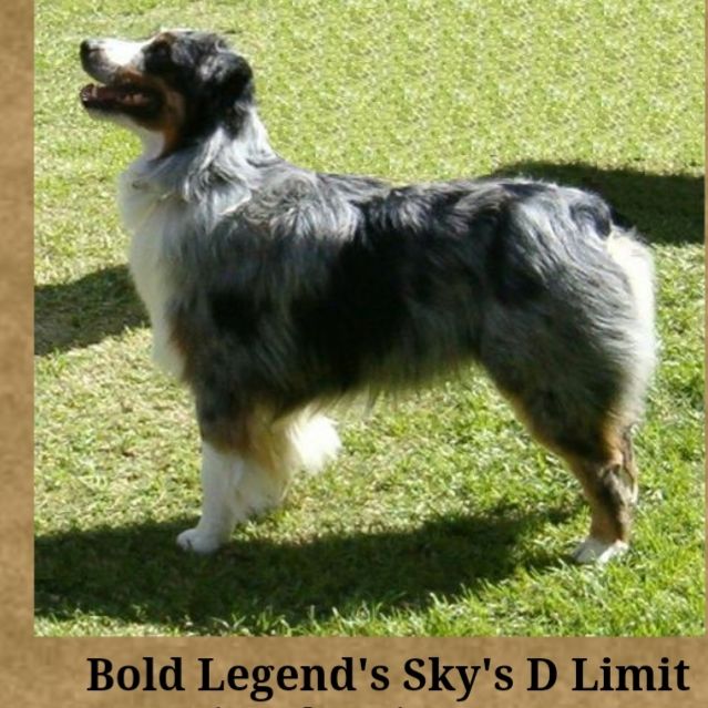 CH. bold legends Sky d limit