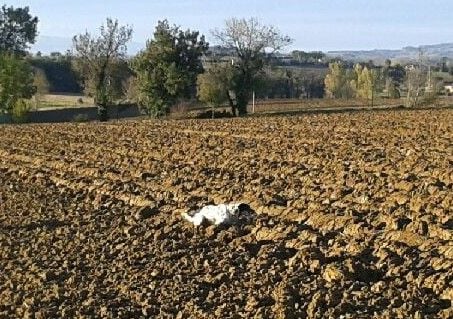 First De la battue en landes