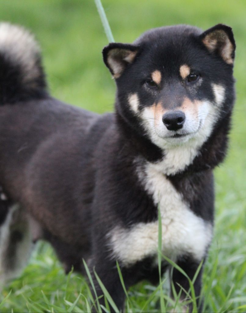 Publication : des bois de la bro