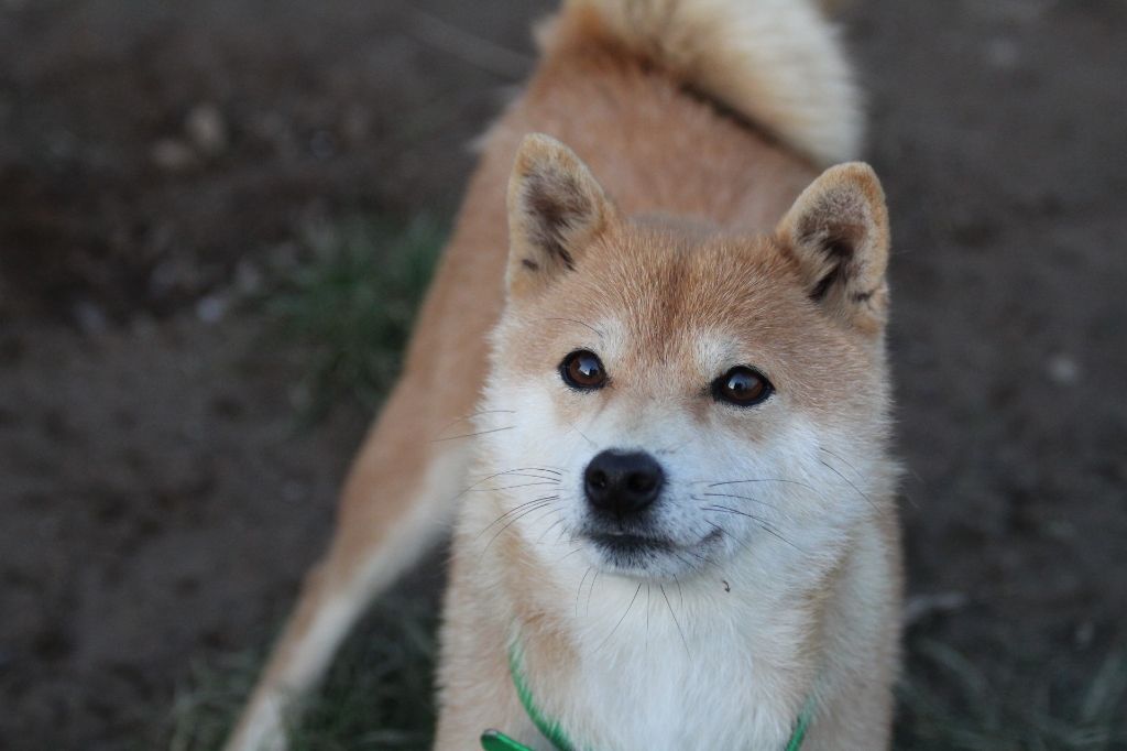 Publication : des bois de la bro
