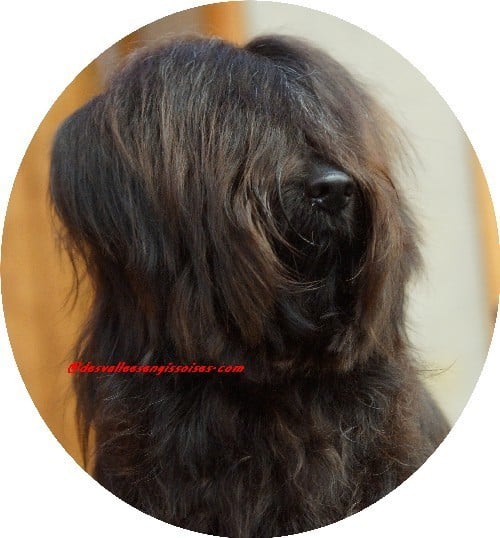 Publication : des vallées Engissoises Auteur : B. DESRIER