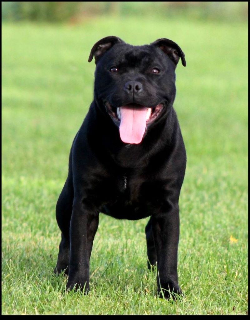 Publication : The Little Devil Of Breizh 