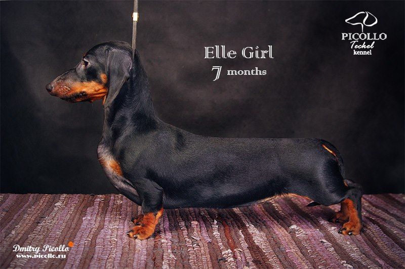 CH. picollo teckel Elle girl