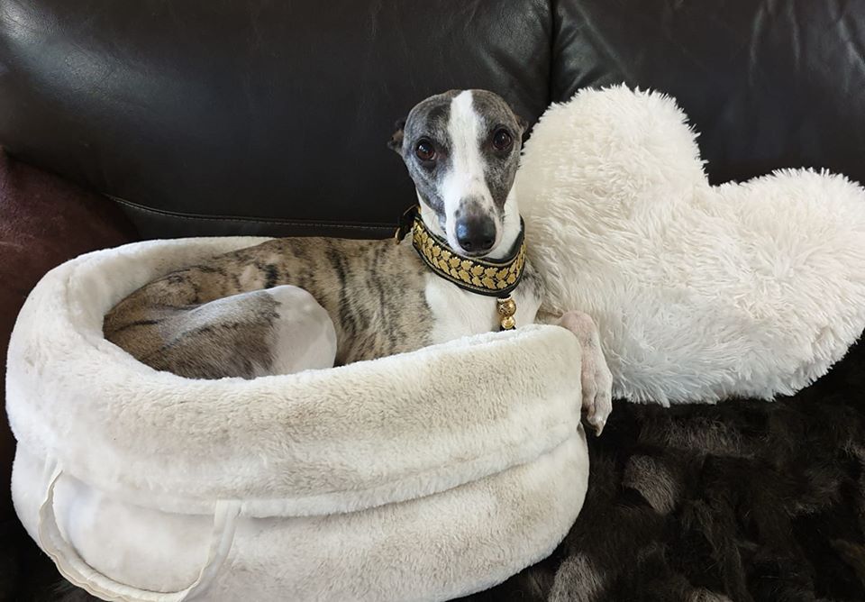 Publication : du chevalaume