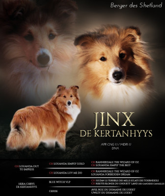 Étalon Shetland Sheepdog - Jinx de Kertanhyys