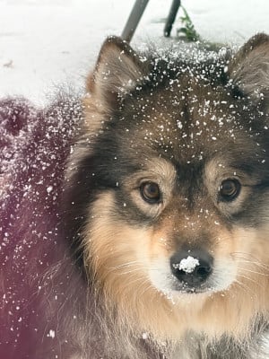 Étalon Chien finnois de Laponie - Pohjanpoika Des royaumes du grand nord