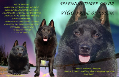 Étalon Schipperke - CH. splendid three color Vigo Pride Of Russia