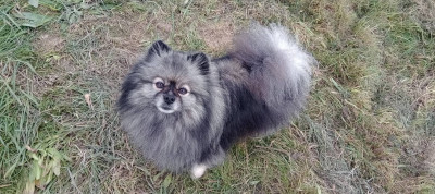 Étalon Spitz allemand - Mam'zelle louna De La Vallee Des Gris Doubs