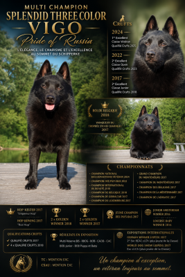 Étalon Schipperke - CH. splendid three color Vigo Pride Of Russia