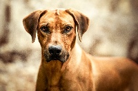 Étalon Rhodesian Ridgeback - tusani Red léon