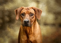 Étalon Rhodesian Ridgeback - tusani Charismatic chad