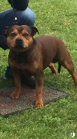 Étalon Staffordshire Bull Terrier - amber red Clifford jack