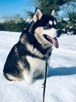 Étalon Alaskan Malamute - CH. Kodiak Vlci Severu