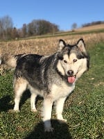 Étalon Alaskan Malamute - Into the wild with louna (Sans Affixe)