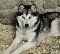 Étalon Alaskan Malamute - Okara Des Monts Eternels