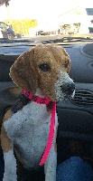 Étalon Beagle - Little clara des Babines de Diamant