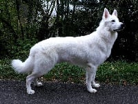 Étalon Berger Blanc Suisse - Nibiru horus Of Shepherd's Paw