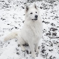 Étalon Berger Blanc Suisse - Malawi Des Collines De Manon