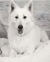 Étalon Berger Blanc Suisse - Nemesis white wolf