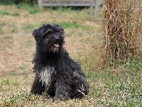 Étalon Berger des Pyrenees à poil long - Myrtille du Pic d'Arrouyette