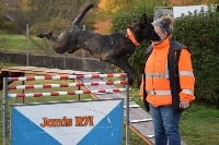 Étalon Berger hollandais - Janis du royaume des 7 îles