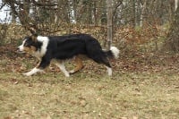 Étalon Border Collie - Kyalito's Okkie