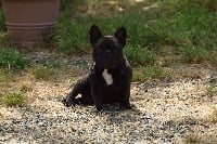 Étalon Bouledogue français - Nala des bouilles de la Garonne