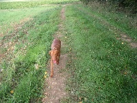 Étalon Braque hongrois à poil court (Vizsla) - CH. bilegi vadasz Elsa