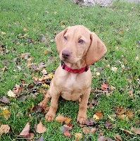 Étalon Braque hongrois à poil court (Vizsla) - Pépite Du champ cleuet