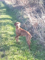 Étalon Braque hongrois à poil court (Vizsla) - Onyx De L'Abbaye Sainte Berthe