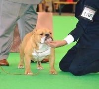 Étalon Bulldog Anglais - Canelita de callejacan