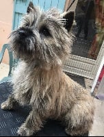 Étalon Cairn Terrier - Offen bach du harpouy d' auzan