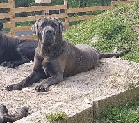 Étalon Cane Corso - Nais du Moulin de Bonneval