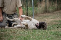 Étalon Cane Corso - Nephtys Des Gardiens De Frélouvic