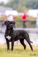 Étalon Cane Corso - Night star From Russians Traditions