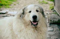 Étalon Chien de Montagne des Pyrenees - CH. Miralles du Mas de Beauvoisin