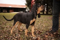 Étalon Chien de Saint-Hubert - Phara De La Porte Des Hautes Landes