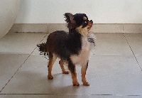 Étalon Chihuahua - Oh lady De La Contrée Des Elfes