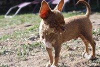 Étalon Chihuahua - Perfetto O'sborg Of Love