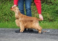 Étalon Cocker Spaniel Anglais - Odessa Of merrily