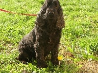 Étalon Cocker Spaniel Anglais - Ianou d'Artenset