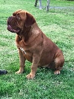 Étalon Dogue de Bordeaux - Nouméa loudrix Du Charme Berronais