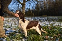 Étalon English Springer Spaniel - Oswald Des Doux Rêves D'Abby