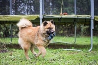 Étalon Eurasier - Plume in'sun Du Royaume D'ebène