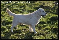 Étalon Golden Retriever - fantasy fly Maffin au chokolat (muffin au chocolat)