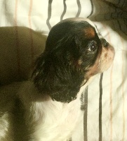 Étalon King Charles Spaniel - bonitos companeros deluxe Mirabelle