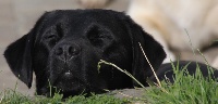 Étalon Labrador Retriever - Que sera sera (quetsche) du cabaret des oiseaux