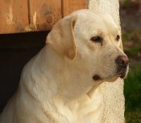 Étalon Labrador Retriever - Lorelei De La Cité Des Arcuires