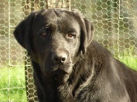 Étalon Labrador Retriever - windup barberry Brillant (jackie)