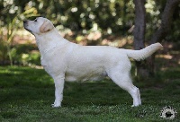 Étalon Labrador Retriever - wahnahnish Louvre